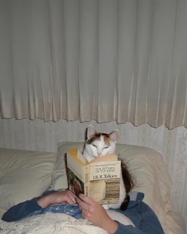 A cat reading The Return of the King by JRR Tolkien, sitting on its owner's face.